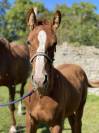 Joli Foal par Casollo Z X Rock'n Roll Semilly