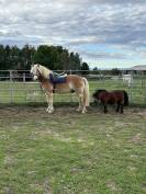 Poney haflinger 