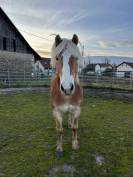 Poney haflinger 