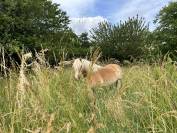 Poney haflinger 