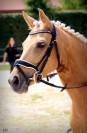 MAGNIFIQUE PONETTE DE DRESSAGE