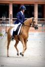 MAGNIFIQUE PONETTE DE DRESSAGE