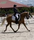 MAGNIFIQUE PONETTE DE DRESSAGE