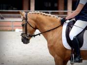 MAGNIFIQUE PONETTE DE DRESSAGE