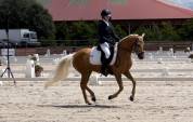 MAGNIFIQUE PONETTE DE DRESSAGE