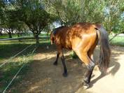 Pension de propriétaires. Paddock Paradise sur Lapalud 