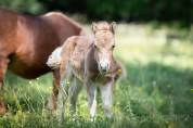 Pouliche shetland 