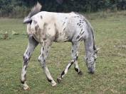 Poulain APPALOOSA