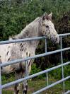 Poulain APPALOOSA