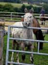 Poulain APPALOOSA