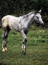 Poulain APPALOOSA