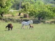 Ferme Equestre des Neyrons