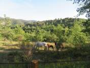 Ferme Equestre des Neyrons