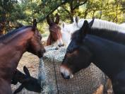 Ferme Equestre des Neyrons