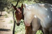 Ferme Equestre des Neyrons