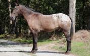 Hongre ONC Appaloosa de 8ans 