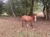 Pouliche Quarter Horse 