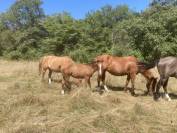 Pouliche Quarter Horse 