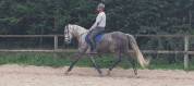 Jument dressage 7 ans 