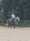 Jument dressage 7 ans 