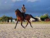 Cheval de sport allemand 