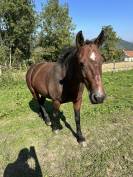 Poney D 14 ans