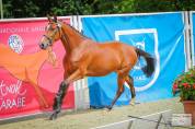 ☆TOP jument de 3ans ☆ 4e du CHAMPIONNAT FEMELLES 