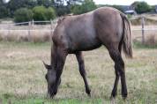 POULICHE QUARTER HORSE DUN