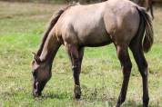 POULICHE QUARTER HORSE DUN