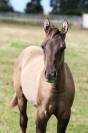 POULICHE QUARTER HORSE DUN