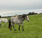 Mâle  2 ans co, chic et locomotion 