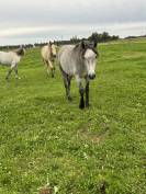 Mâle  2 ans co, chic et locomotion 