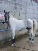 vend magnifique hongre Appaloosa x arabe pie leopard