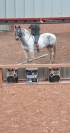 vend magnifique hongre Appaloosa x arabe pie leopard