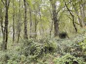 Other country property  Charente