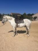 Hongre de 4.5 ans polyvalent 