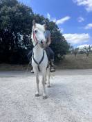 Hongre de 4.5 ans polyvalent 