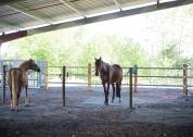 Pension pour chevaux et ânes en equi-piste 