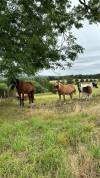 Pension pour chevaux et ânes en equi-piste 