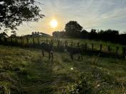 Pension pour chevaux et ânes en equi-piste 