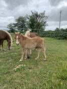 Poulain ONC type shetland 