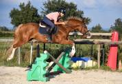 Top poney sport BRp belge 