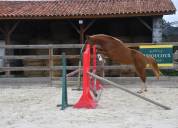 Top poney sport BRp belge 