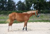 Top poney sport BRp belge 