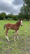 Très beau poulain SF par Giovani de la pomme