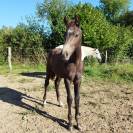 Foal origines dressage 