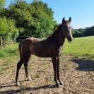 Foal origines dressage 