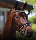 Foal origines dressage 