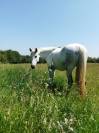 Foal origines dressage 