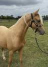 Poulain palomino dressage 